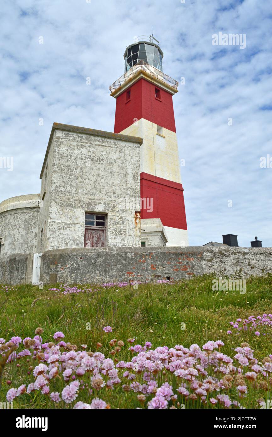 Phare de l'île Bardsey et floraison thrift Banque D'Images