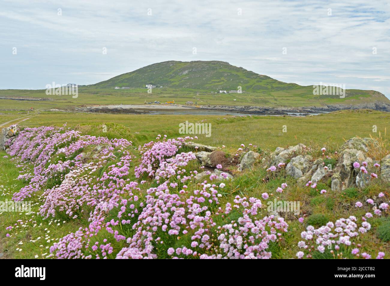 Phare de l'île Bardsey et floraison thrift Banque D'Images