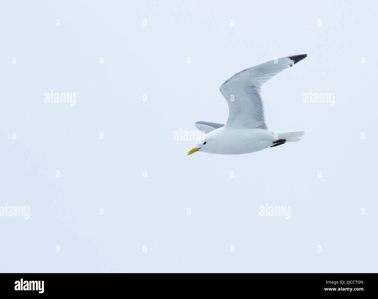 Kittiwake à pattes noires (Rissa tridactyla) Banque D'Images