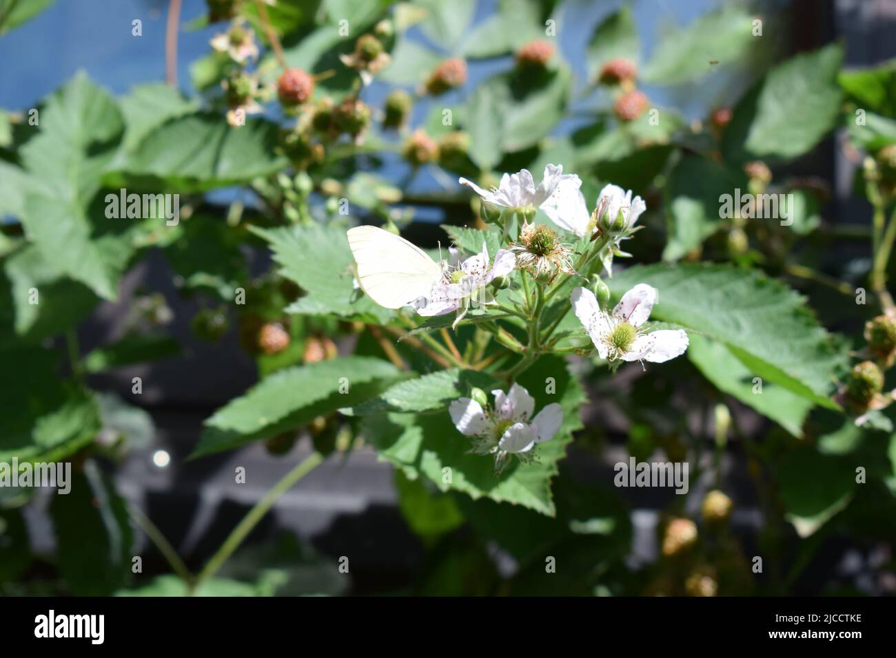 papillon blanc sur un blackberry buisson en fleur Banque D'Images