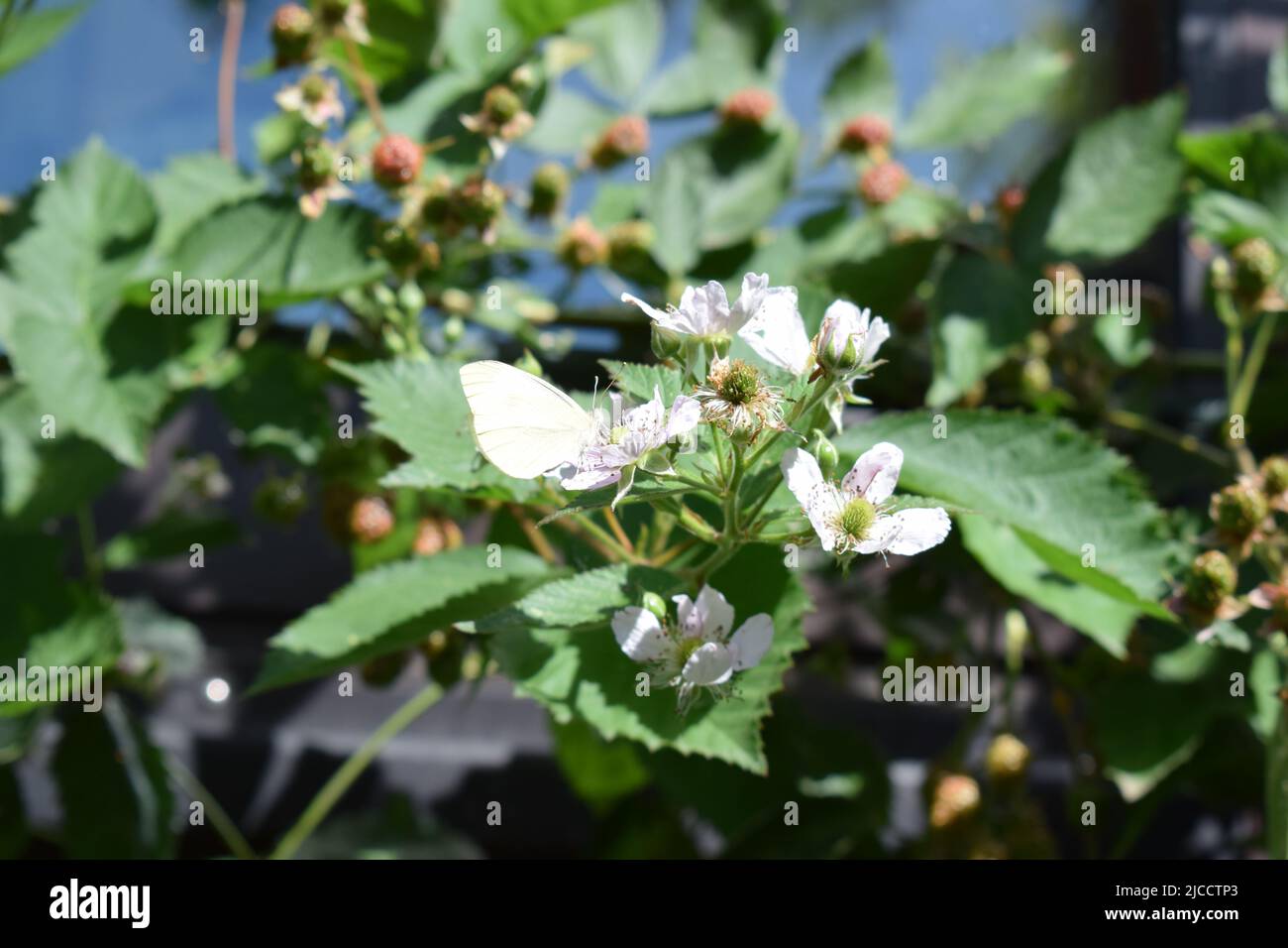 papillon blanc sur un blackberry buisson en fleur Banque D'Images