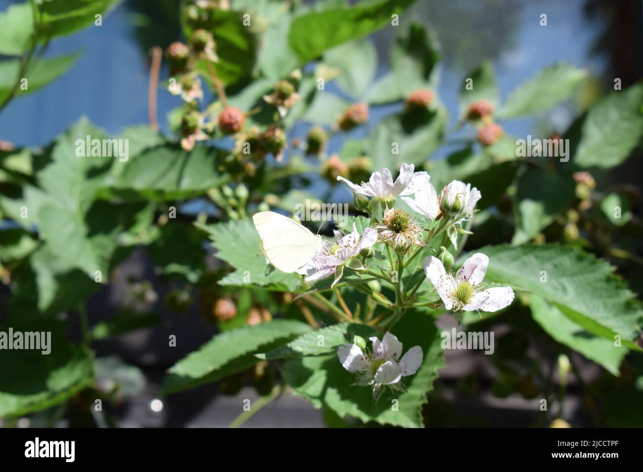papillon blanc sur un blackberry buisson en fleur Banque D'Images