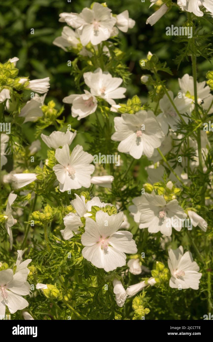 Juin, Herbacé, plante, blanc, Musk Mallow, Malva moschata 'Alba' Banque D'Images
