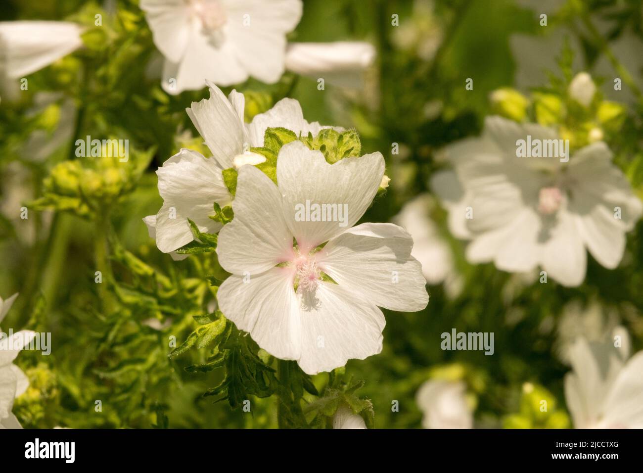 Malva moschata Alba, Fleur, blanc, Blooms, Malva Alba, Malva moschata, Musk Mallow, fleurs Banque D'Images