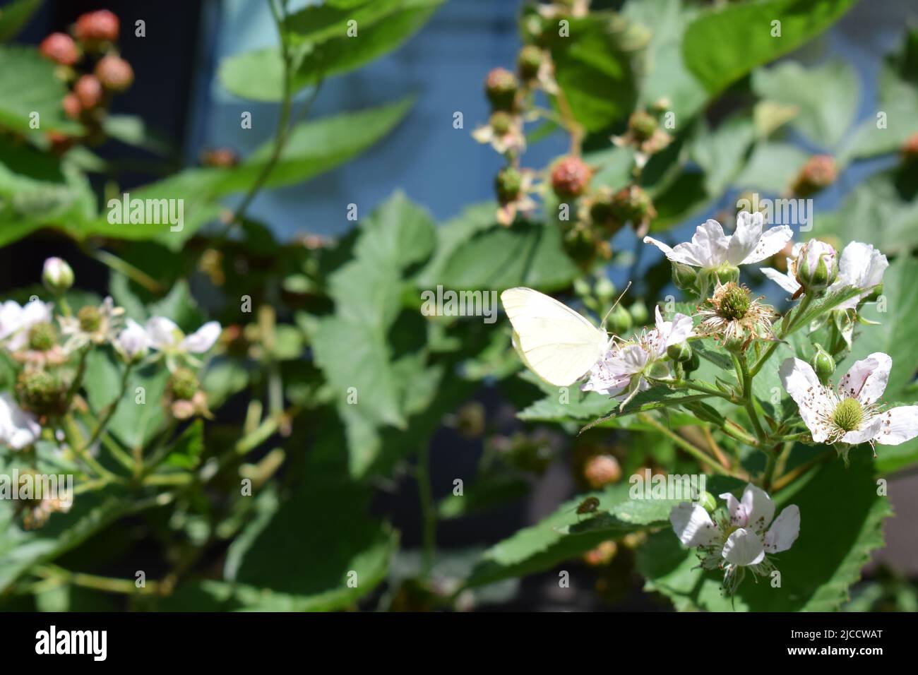 papillon blanc sur un blackberry buisson en fleur Banque D'Images