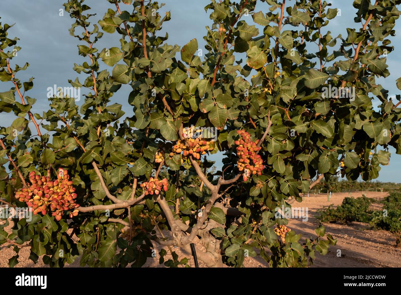 Pistacio Tree (Pistacia vera), bouquet de noix mûres gros plan, mise au point sélective Banque D'Images