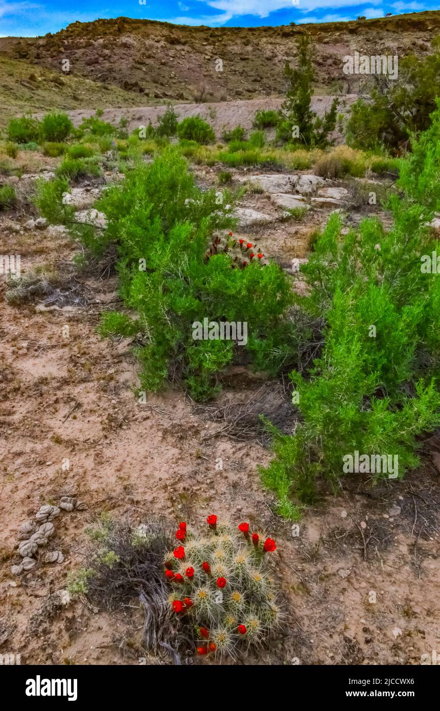 Arbres solitaires tolérants à la sécheresse, communément connus sous le nom de cactus de hérisson (Echinocereus sp.), Utah est des États-Unis Banque D'Images