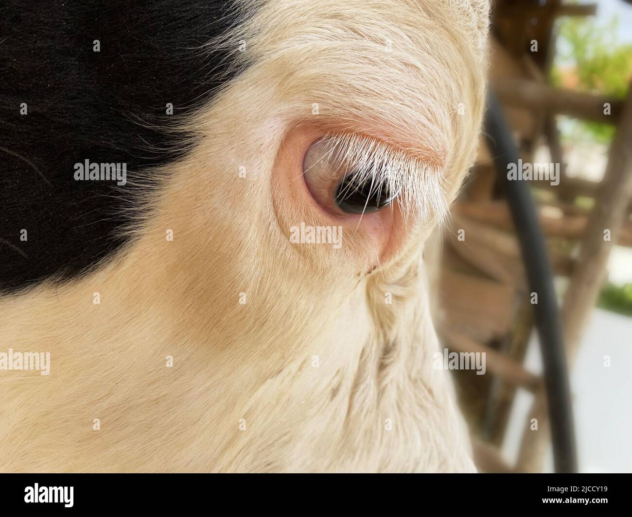 tête de vache en gros plan. vache holstein. Banque D'Images