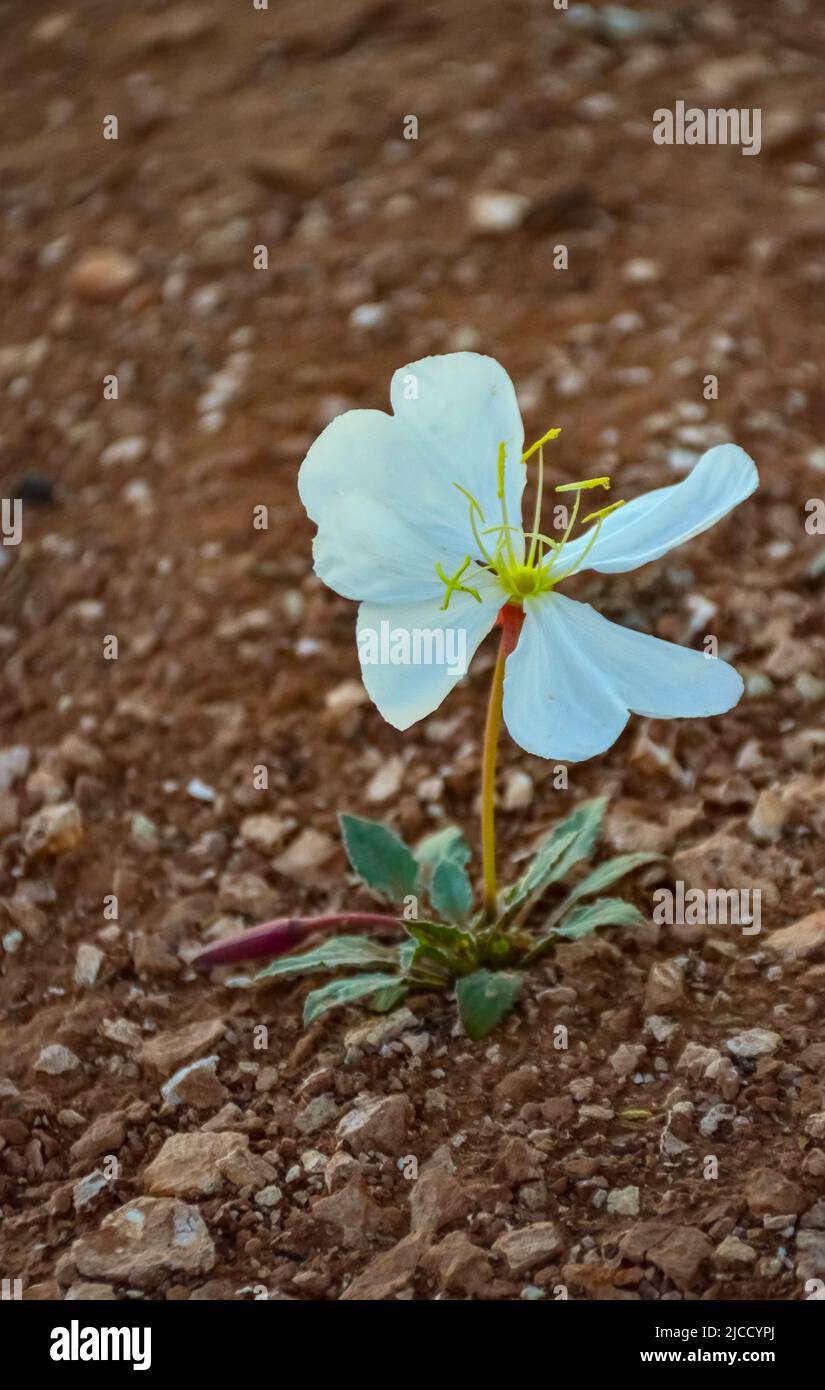 Desert Dwarf Evening Primrose (Oenothera caespitosa), Parc national des Canyonlands, Utah États-Unis Banque D'Images