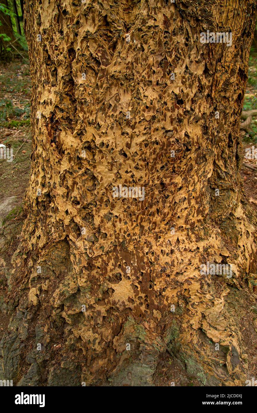 Gros plan sur la texture de l'écorce du séquoia géant (Sequoiadendron giganteum) Banque D'Images