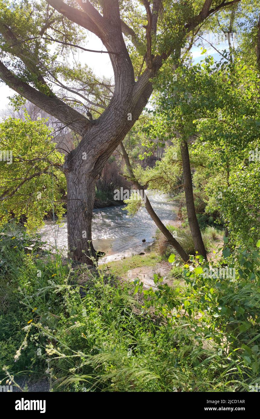 paysage romantique de rivière sauvage au soleil avec vieux chêne de stockholm près de cuenca, espagne Banque D'Images