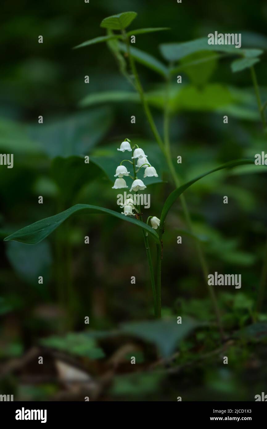 Lily-de-la-vallée - Convallaria majalis, belle plante à fleurs des forêts et des bois européens, Zlin, République Tchèque. Banque D'Images