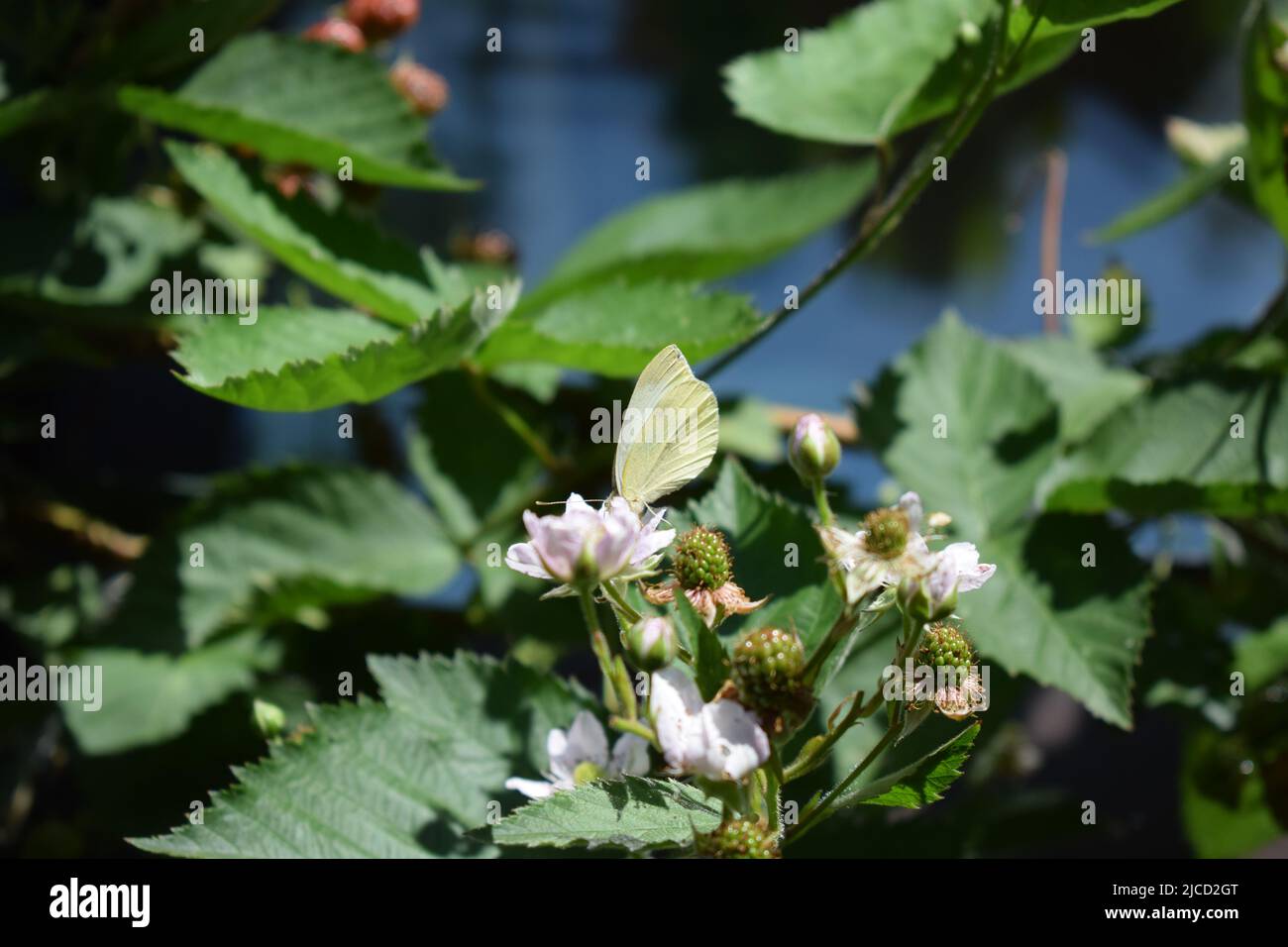 papillon blanc sur un blackberry buisson en fleur Banque D'Images