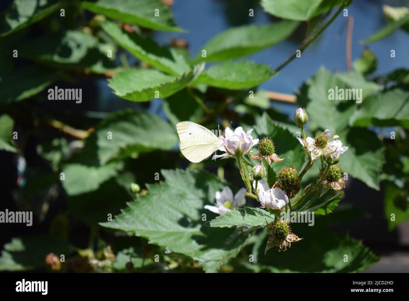 papillon blanc sur un blackberry buisson en fleur Banque D'Images