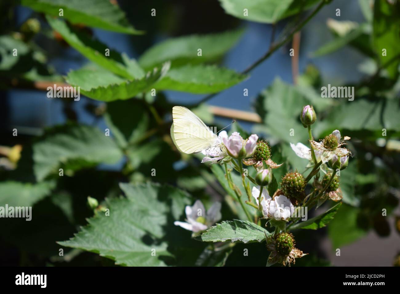 papillon blanc sur un blackberry buisson en fleur Banque D'Images