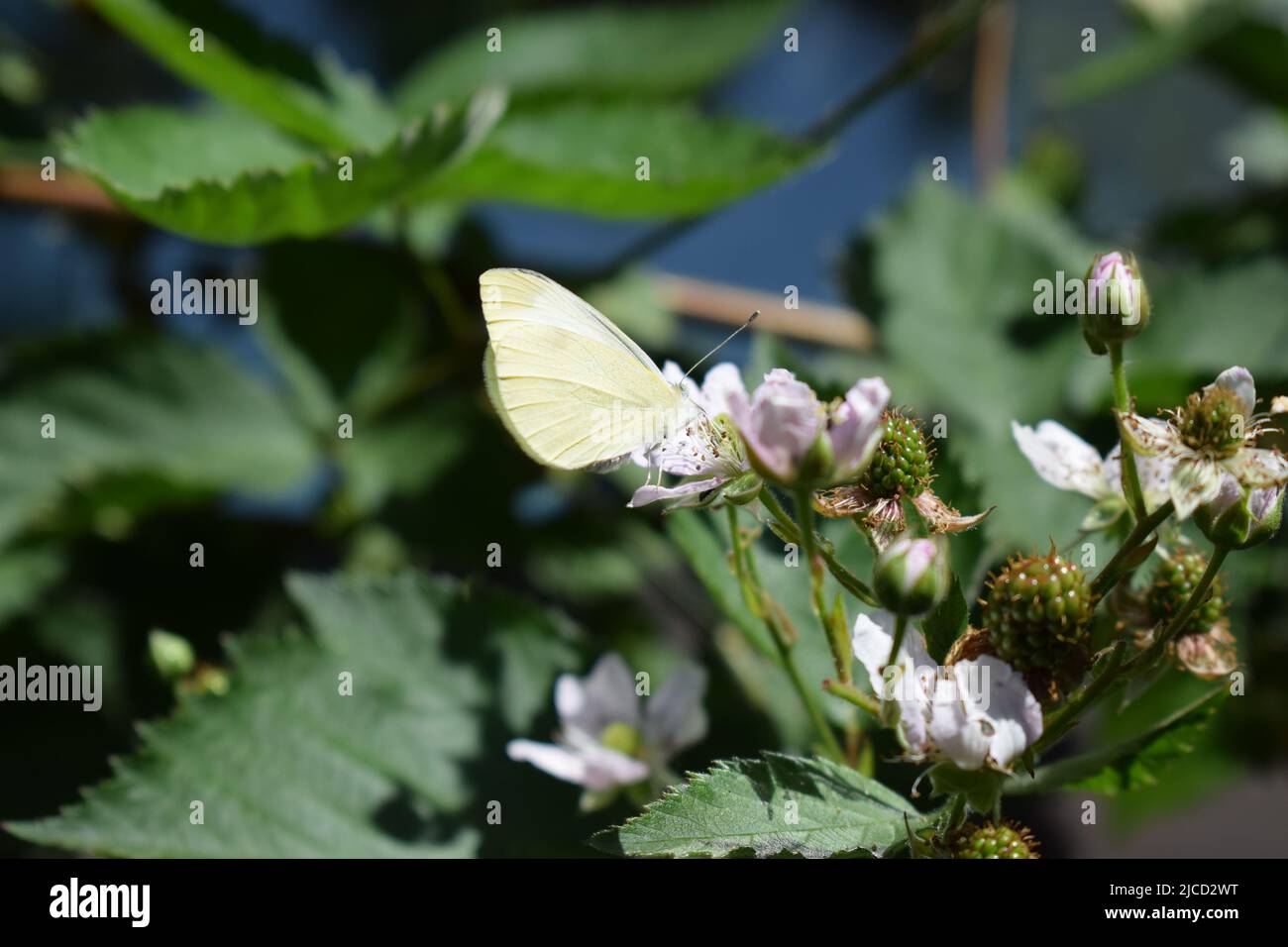 papillon blanc sur un blackberry buisson en fleur Banque D'Images
