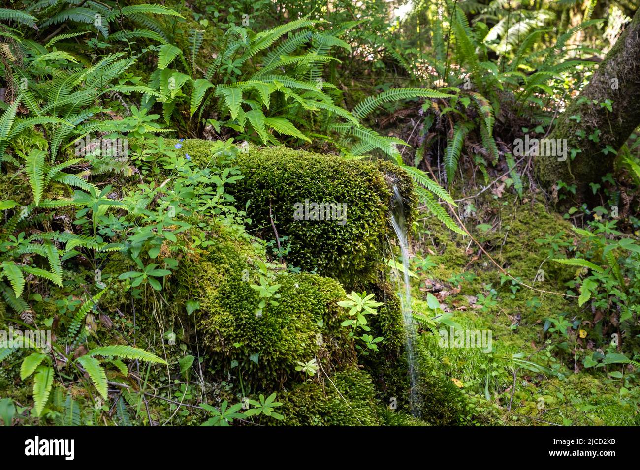 Fine fontaine d'eau de source de mousse dans la forêt de Mata da Albergaria, parc national de Peneda-Geres, Portugal Banque D'Images