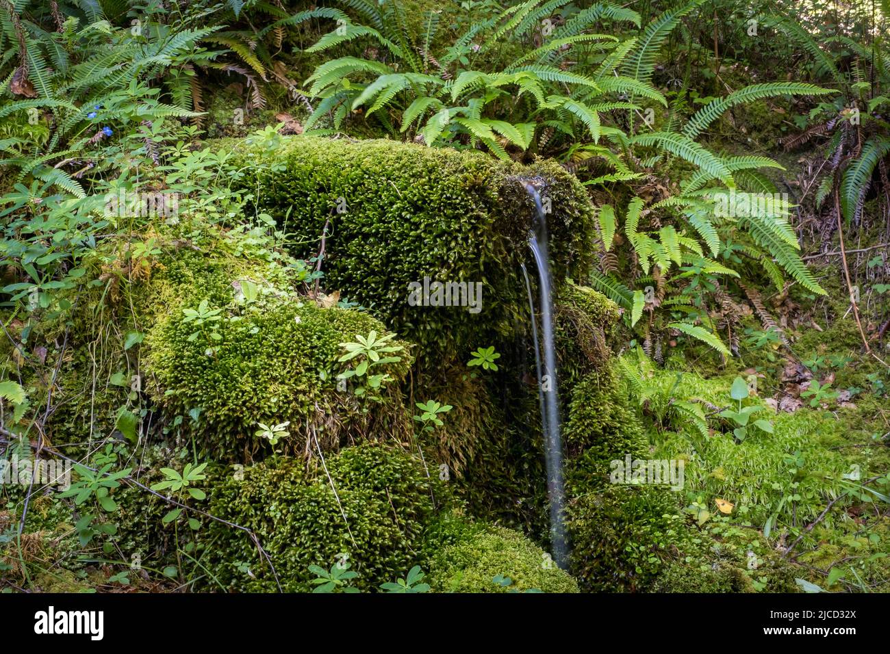 Fine fontaine d'eau de source de mousse dans la forêt de Mata da Albergaria, parc national de Peneda-Geres, Portugal Banque D'Images