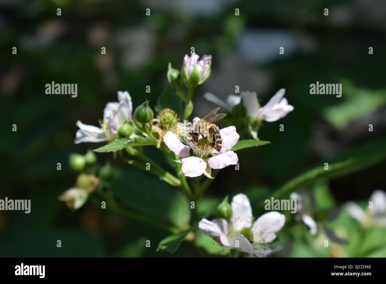 abeille sur des fleurs de blackberry Banque D'Images