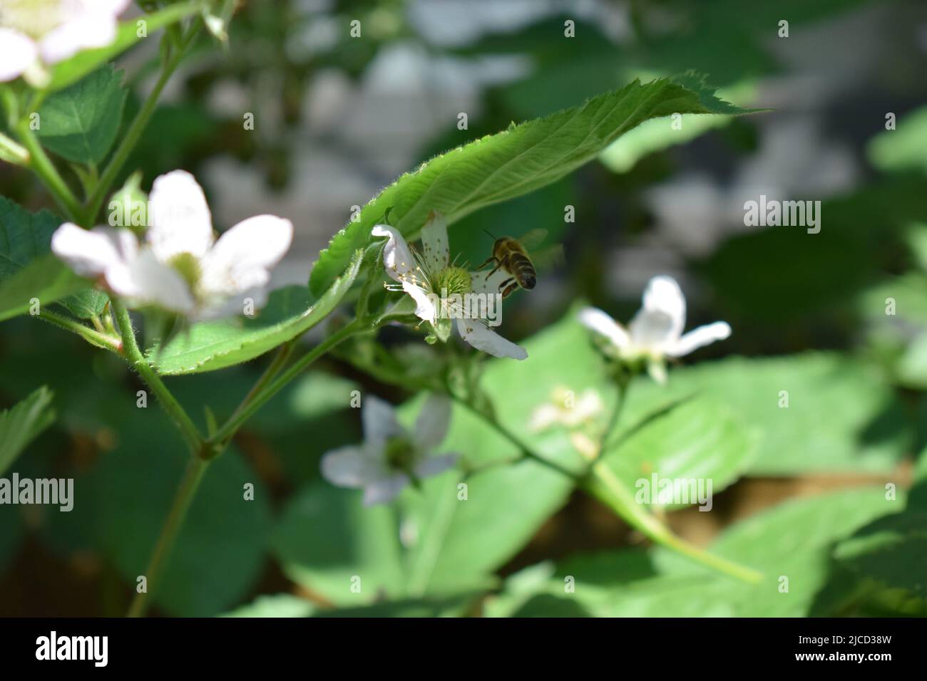 abeille sur des fleurs de blackberry Banque D'Images