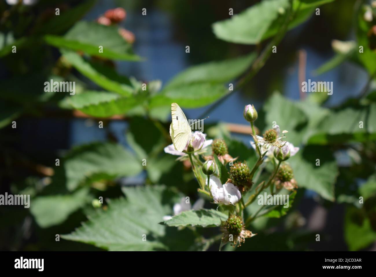 papillon blanc sur un blackberry buisson en fleur Banque D'Images