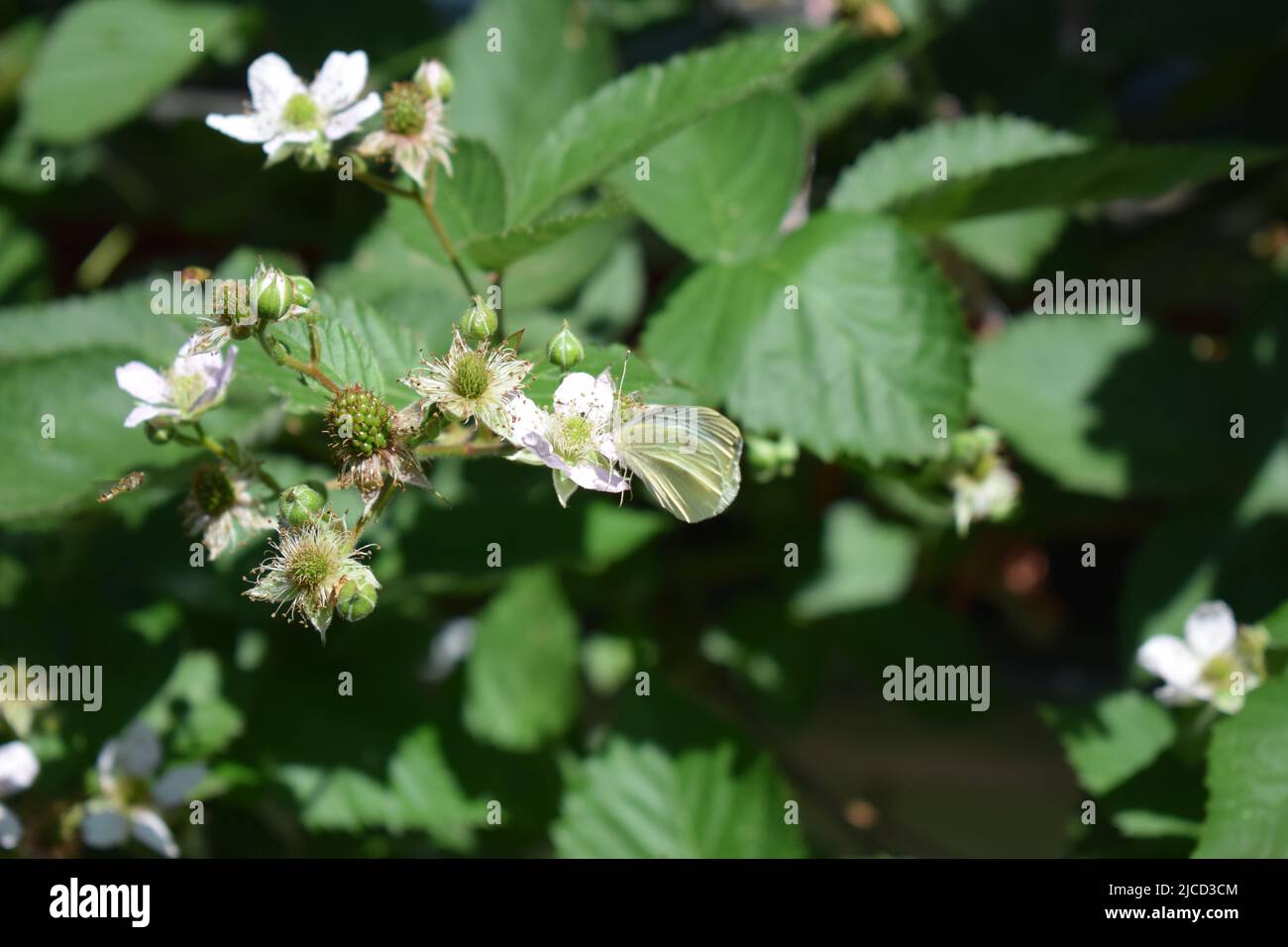 papillon blanc sur un blackberry buisson en fleur Banque D'Images