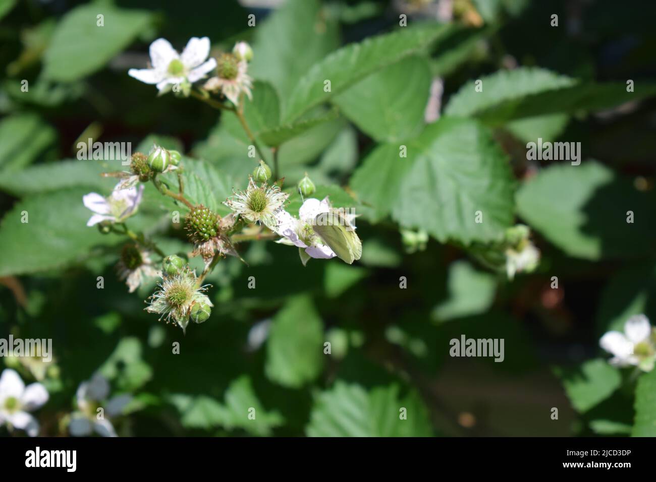 papillon blanc sur un blackberry buisson en fleur Banque D'Images