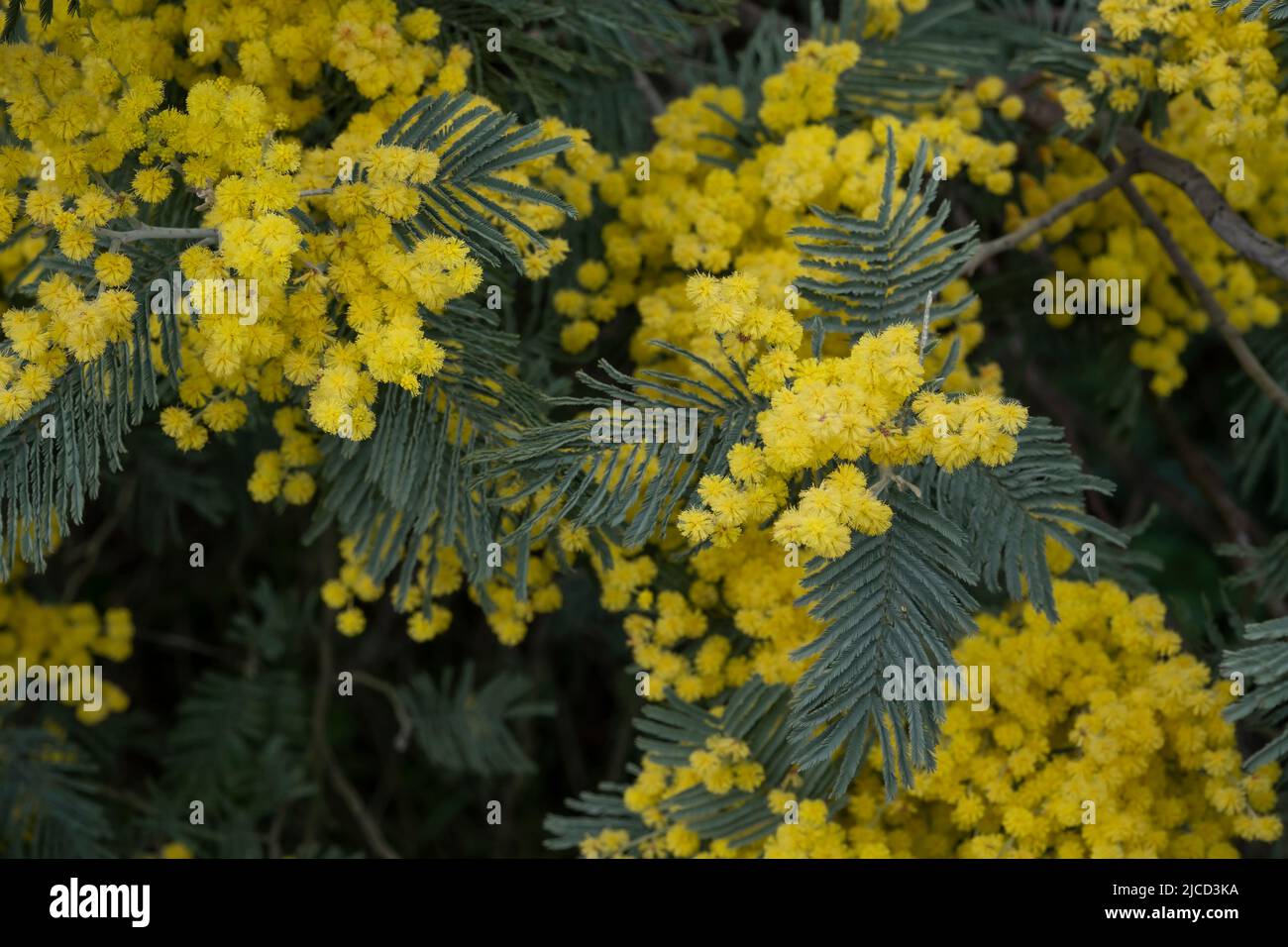 Acacia dealbata argent liquide fleurs jaunes fleuries Banque D'Images