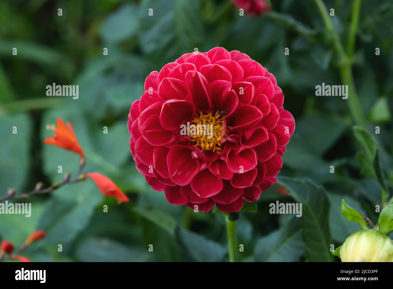 Jardin dahlia (Dahlia pinnata) fleur rouge Banque D'Images