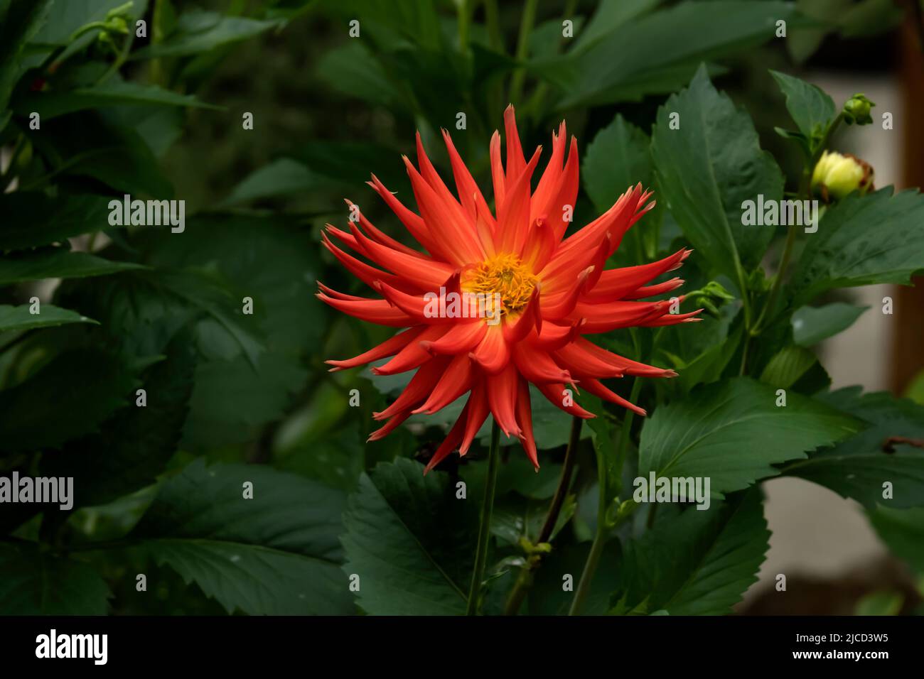 Cactus dahlia (Dahlia cultorum) fleur d'orange profonde Banque D'Images