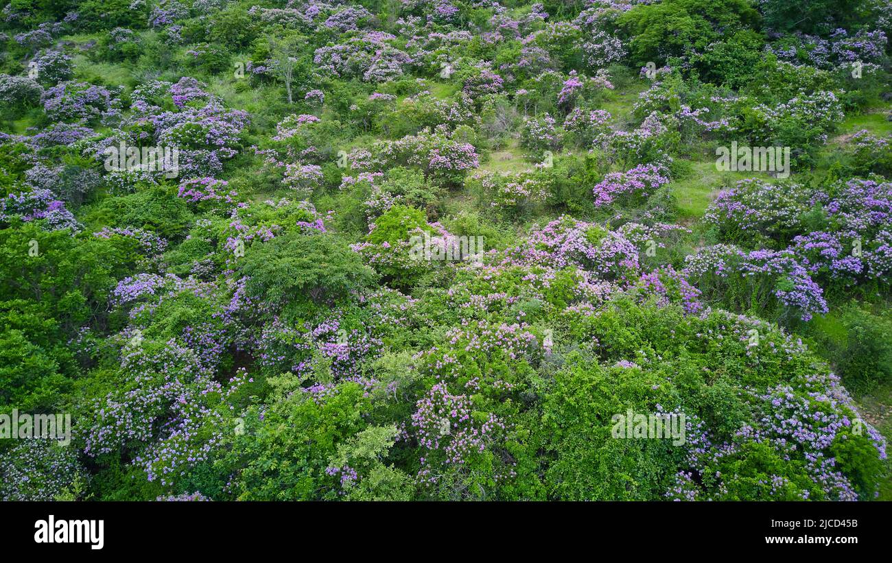 Colline florale de la reine dans le district de Tuy Phong, province de Binh Thuan. Banque D'Images