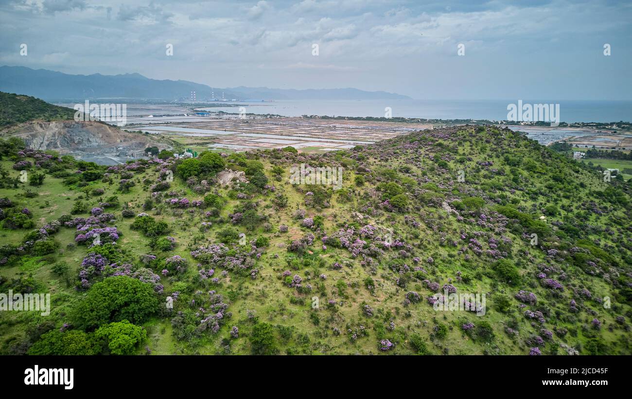 Colline florale de la reine dans le district de Tuy Phong, province de Binh Thuan. Banque D'Images