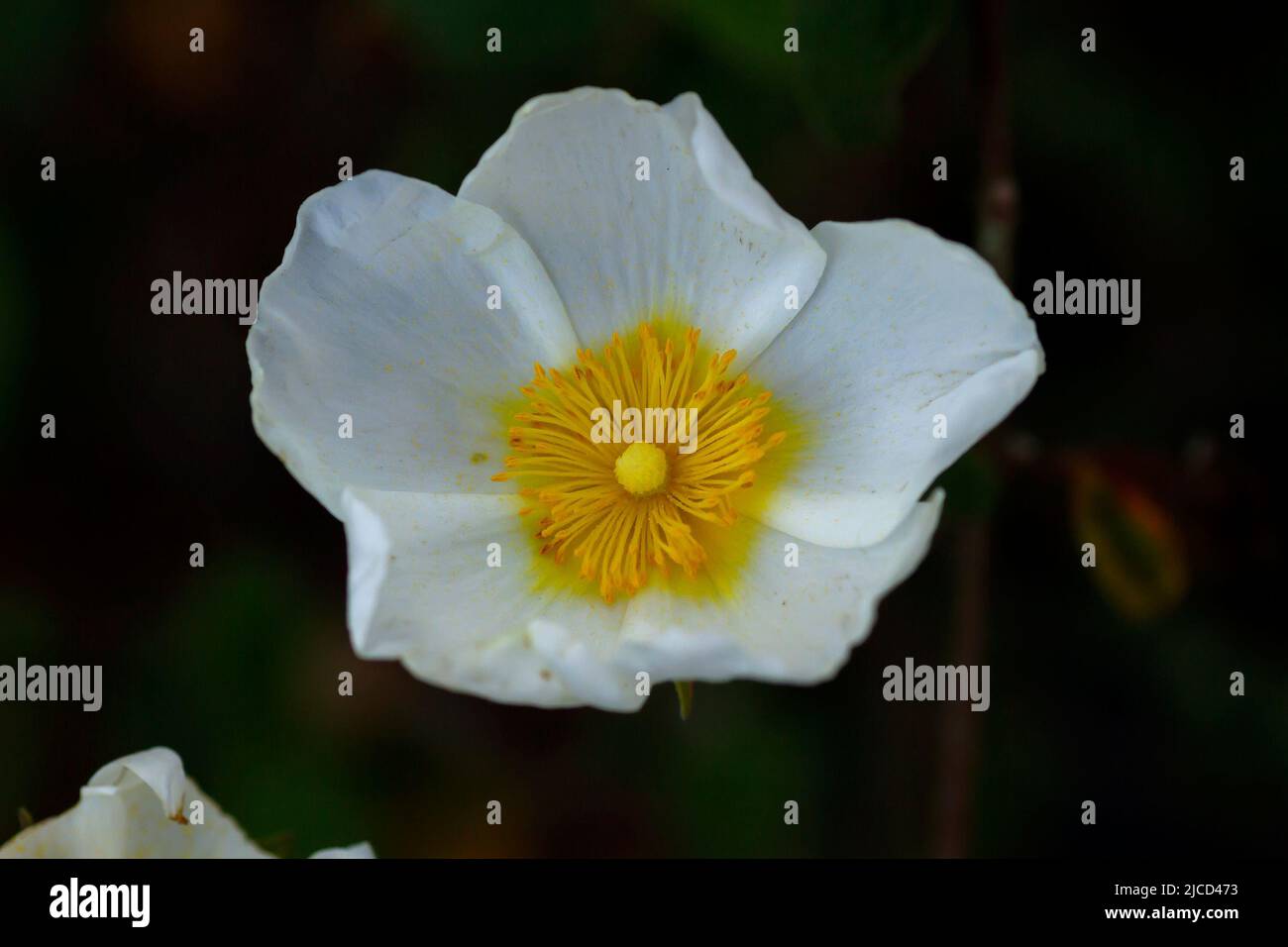 Rose rocheuse à feuilles de Laurier (Cistus laurifolius) fleur blanche Banque D'Images