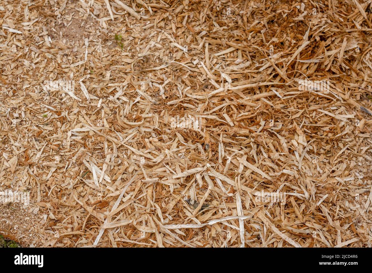 Copeaux de sciure de bois pieu sur une scierie, fond de bois rustique ou texture Banque D'Images