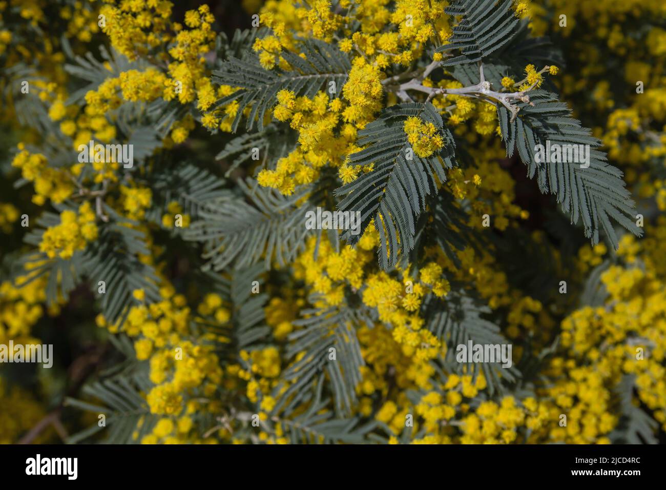Acacia dealbata argent liquide fleurs jaunes fleuries gros plan Banque D'Images