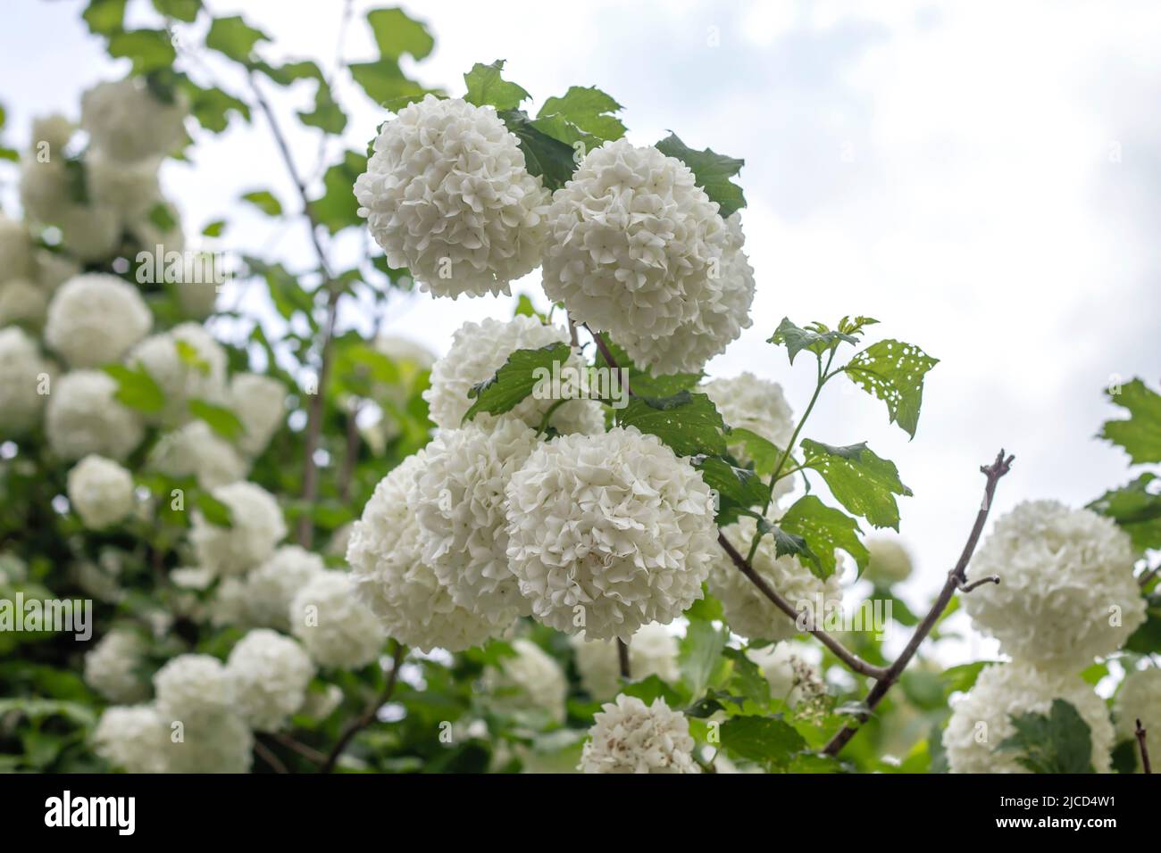 Fleur blanche de l'arbre de boule de neige rose de Guelder (Viburnum opulus  Photo Stock - Alamy