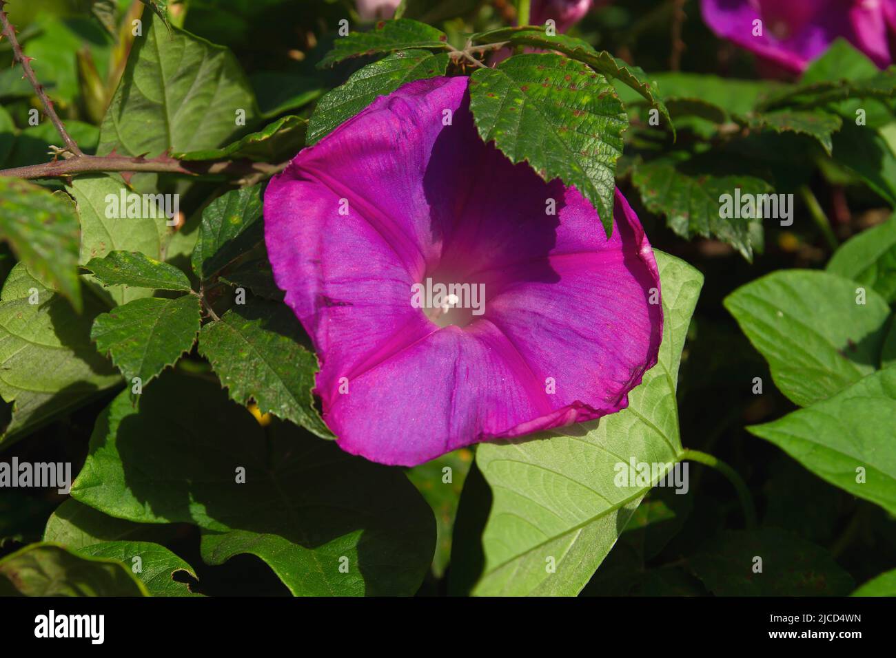 Grande gloire du matin (Ipomoea purpurea) fleur pourpre Banque D'Images