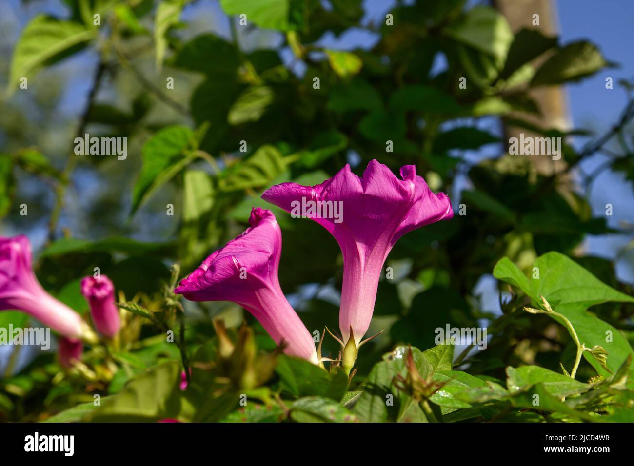Grande gloire du matin (Ipomoea purpurea) fleur pourpre en forme de trompette Banque D'Images