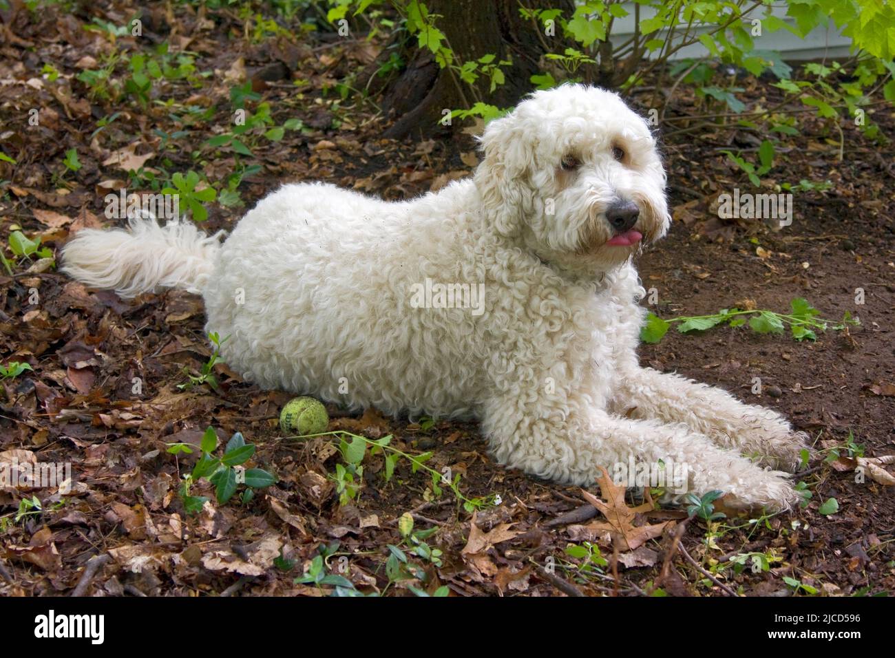 Chien à mélange de chien Golden Retriever à motif coodle; fourrure blanche; mignon; grand; animal de compagnie; jeune; couché; animal, canin; horizontal; PR Banque D'Images