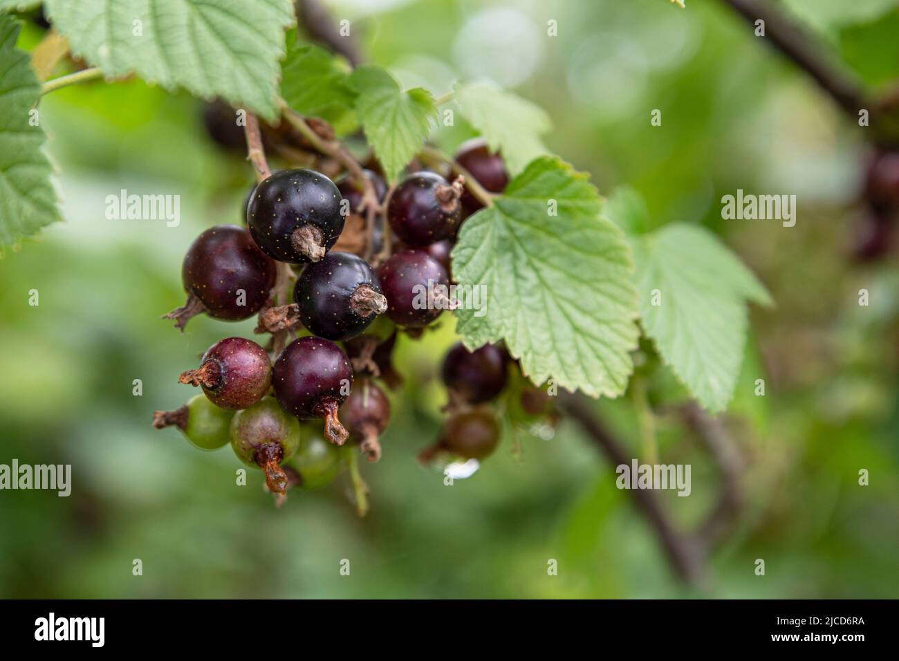 Gros plan de fruits à cassis sur une plante dans un jardin Banque D'Images