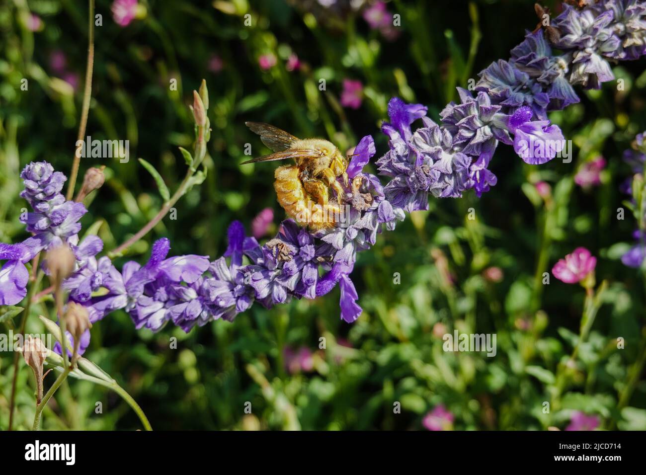 Mâle Valley Carpenter Bee ( Xylocopa sonorina ) également connu sous le nom d'abeille d'ours Teddy à la recherche de pollen sur une fleur de salvia pourpre Banque D'Images