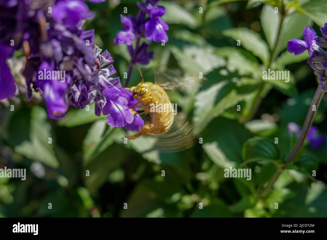 Mâle Valley Carpenter Bee ( Xylocopa sonorina ) également connu sous le nom d'abeille d'ours Teddy à la recherche de pollen sur une fleur de salvia pourpre Banque D'Images