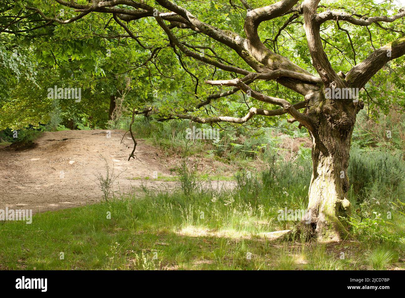 Fraise Hill Pond Epping Forest Essex, Angleterre Royaume-Uni Europe Banque D'Images