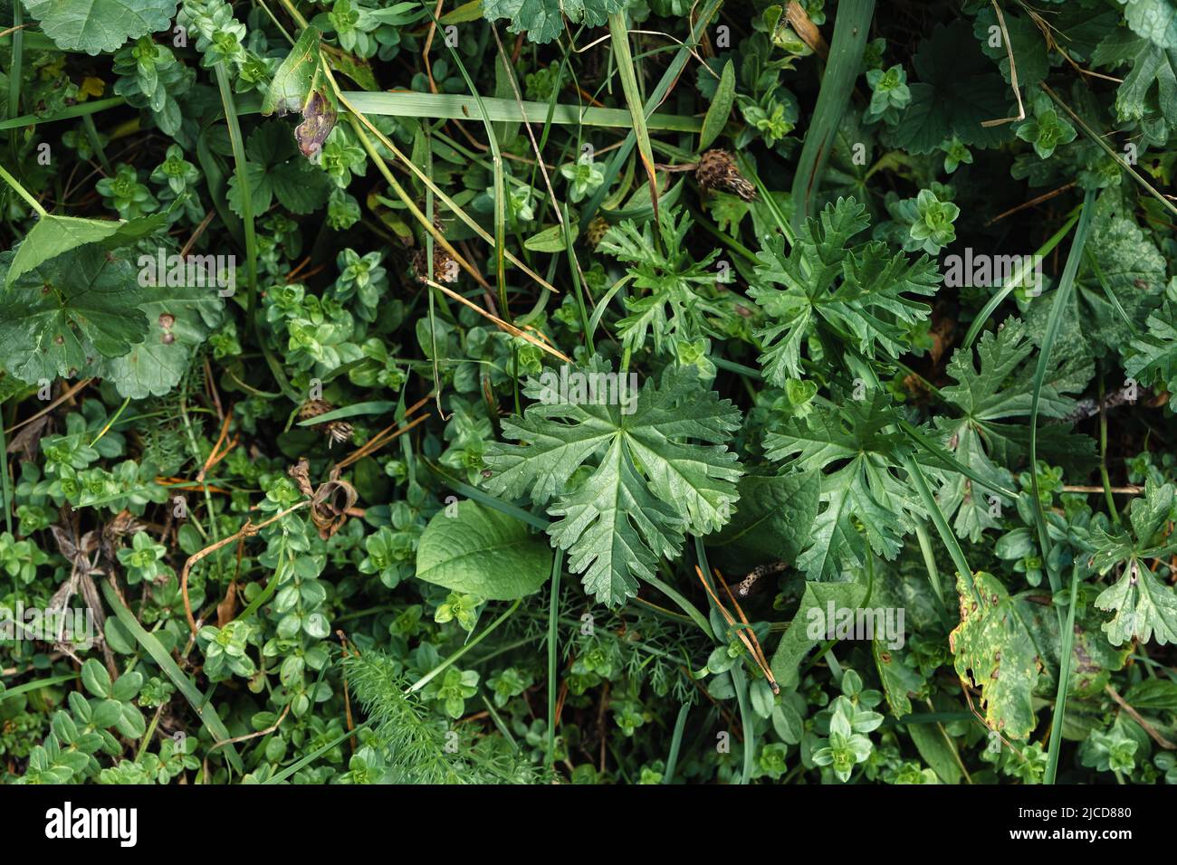 Feuilles vertes de mousk-mallow (Malva moschata) Banque D'Images