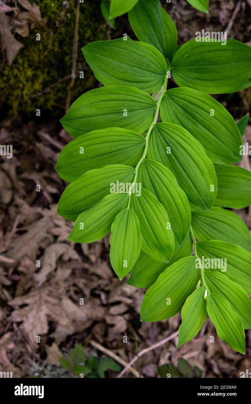 Le phoque angulaire de Salomon (Polygonatum odoratum) feuilles vertes fraîches Banque D'Images