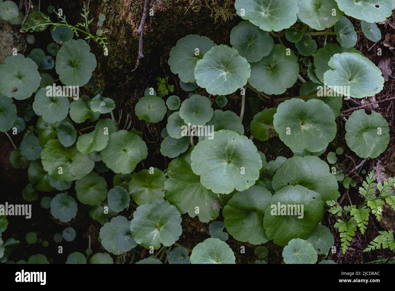 Feuilles vertes de Navelwort (umbilicus rupestris), plante succulente qui pousse sur une forêt humide et ombragée de mousses Banque D'Images