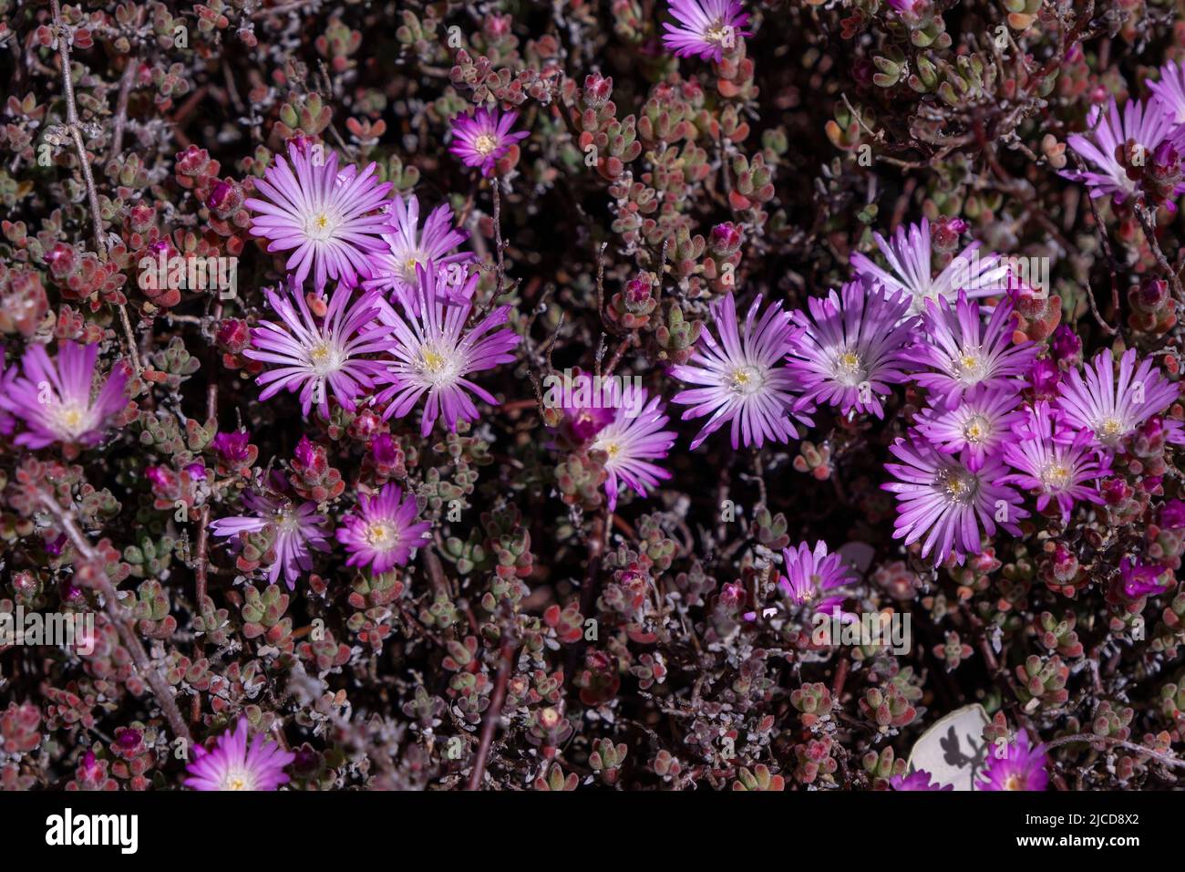 Plante de rosée pâle (Drosanthemum floribundum) fleurs couleur lavande Banque D'Images