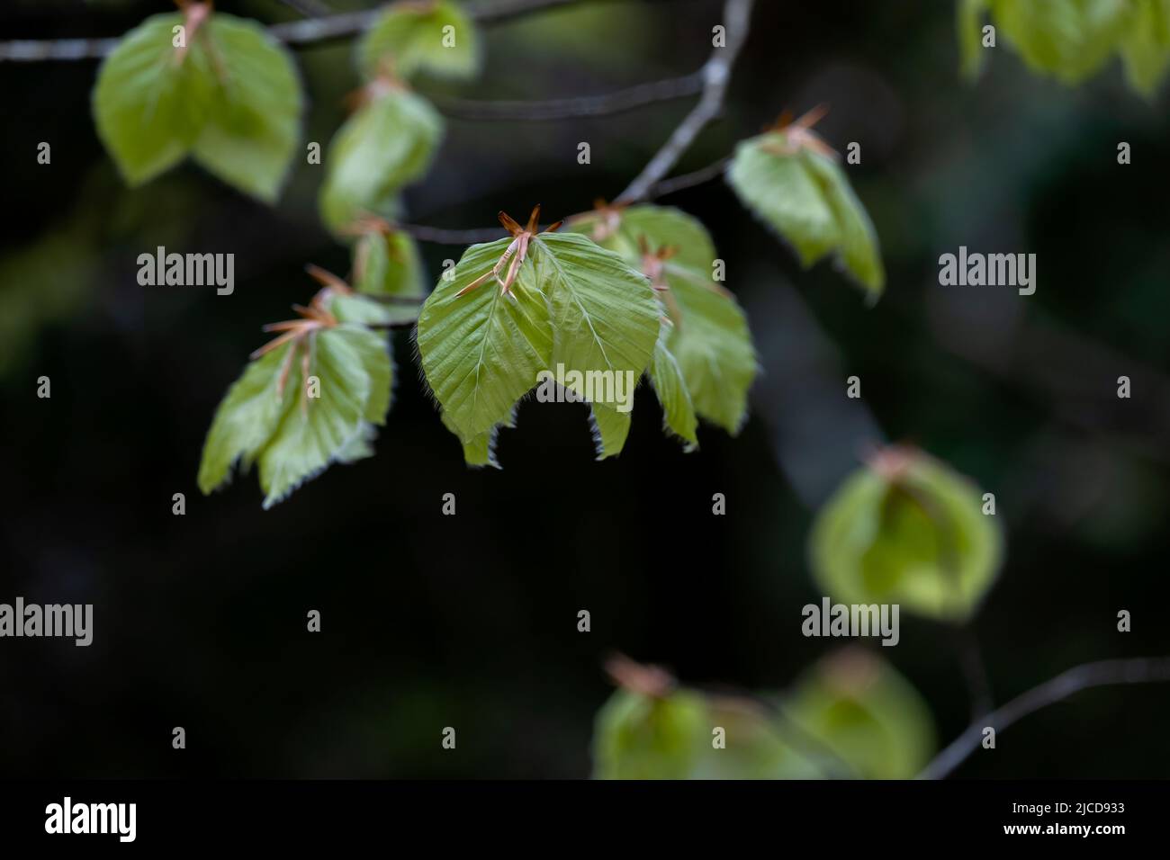 Fagus sylvatica (hêtre européen) feuillage de printemps frais et vert Banque D'Images