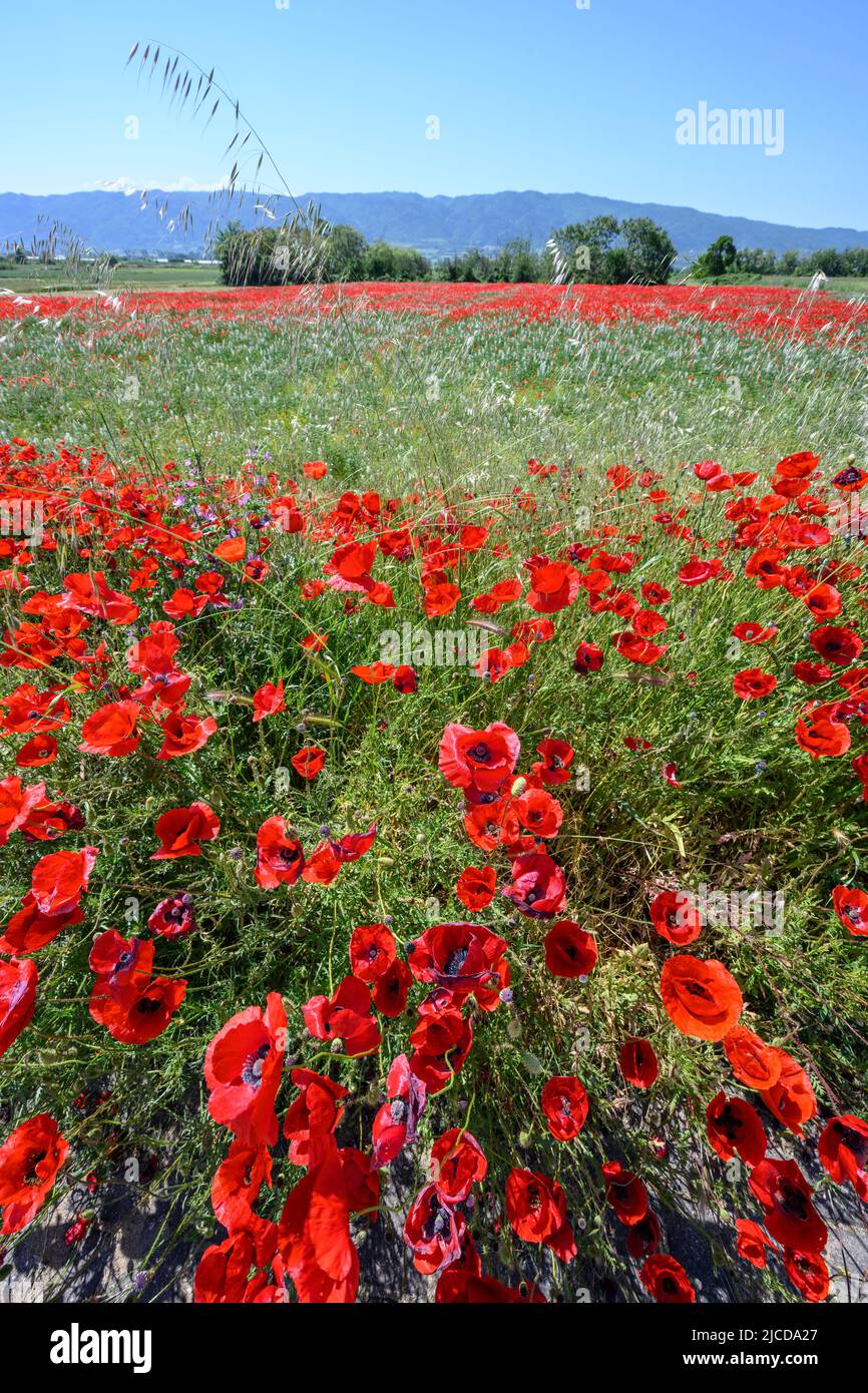 Champs de coquelicots en mai près du lac Volvi au sommet de la péninsule de Chalkidiki, en Macédoine, dans le nord de la Grèce. Banque D'Images