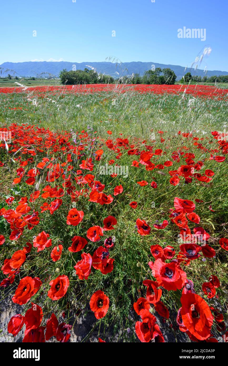 Champs de coquelicots en mai près du lac Volvi au sommet de la péninsule de Chalkidiki, en Macédoine, dans le nord de la Grèce. Banque D'Images